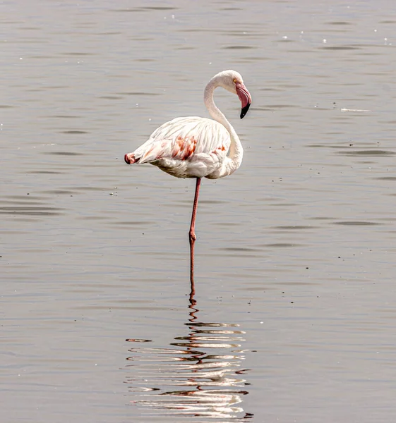 Suda nadir bulunan flamingoların yakalanması