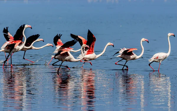 Capture Rare Flamingos Water — Stock Photo, Image