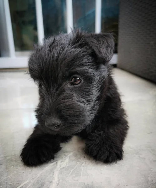 Capture Sweet Black Puppy Scotish Terrier — Foto Stock