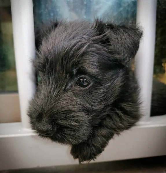 Capture Sweet Black Puppy Scotish Terrier — Stock Photo, Image