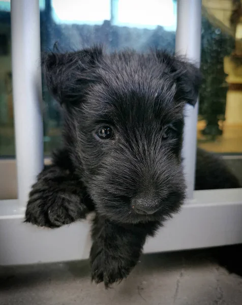 Capture Sweet Black Puppy Scotish Terrier — Foto Stock