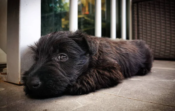 Fånga Söt Svart Valp Scotish Terrier — Stockfoto