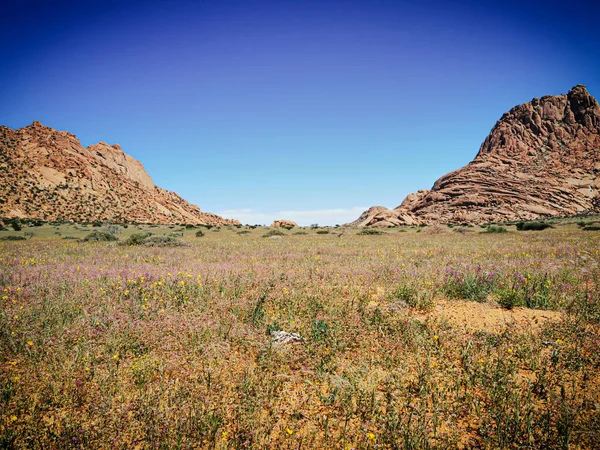 Vangst Van Verbazingwekkende Mpintains Bloemen Namibia — Stockfoto