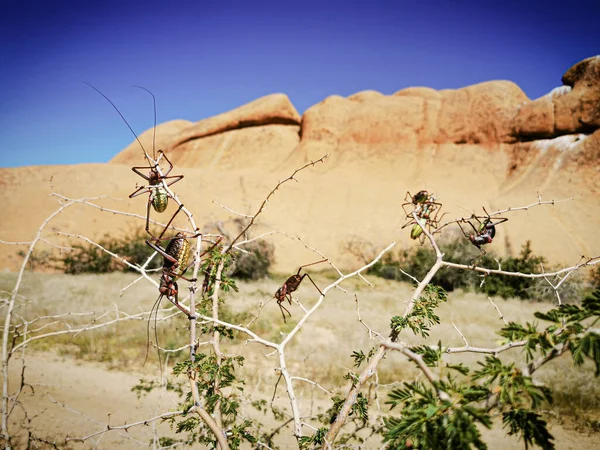 Vangst Van Verbazingwekkende Mpintains Bloemen Namibia — Stockfoto