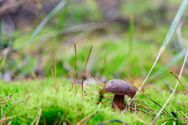 mantar, orman, orman, yiyecekler, moss, doğa, Sonbahar, açık havada, ağaç, mantar