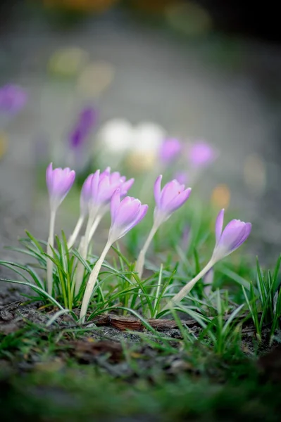 Frühlingsblumen — Stockfoto