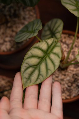 Alocasia bitkisinden yeni bir yaprak. Ev bitkisi yetiştirme, botanik hobisi. Metin veya diğer tasarım için kopyalama alanı olan dikey ön görünüm. 