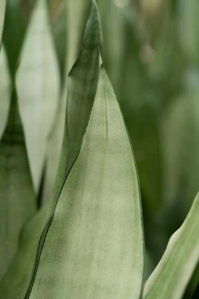 Light green color snake plant  in close up vertical view. Smooth background with botanical vibe with place for text or other design.