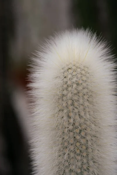 Chiudi Dettagliata Pianta Cactus Bianco Sfondo Scuro Succulento Serra — Foto Stock