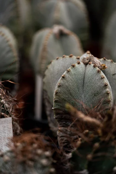 Estilo Contraste Oscuro Planta Cactus Colores Verdes Inicio Planta Cultivo —  Fotos de Stock