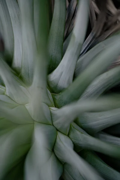 Abstract Nature Background Gray Green Blue Colors Botanical Moody Shot — Stock Photo, Image