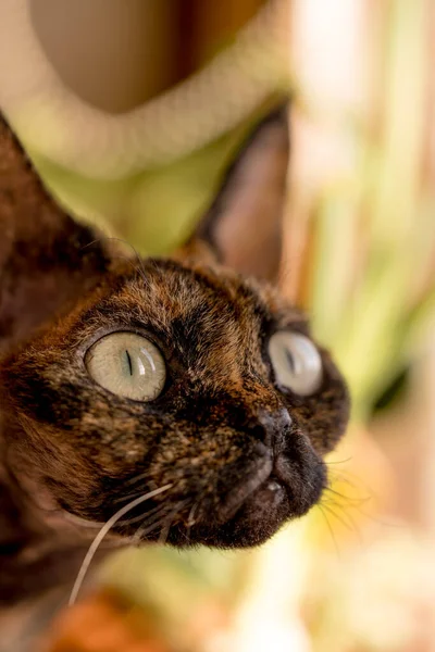 Cor Brilhante Devon Rex Gato Olhando Para Distância Com Seus — Fotografia de Stock