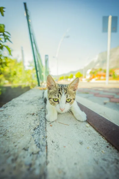 Eine Katze Die Der Warmen Türkei Lebt Hochwertiges Foto — Stockfoto