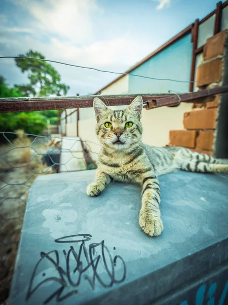 Μια Γάτα Που Ζει Στη Ζεστή Τουρκία Υψηλής Ποιότητας Φωτογραφία — Φωτογραφία Αρχείου