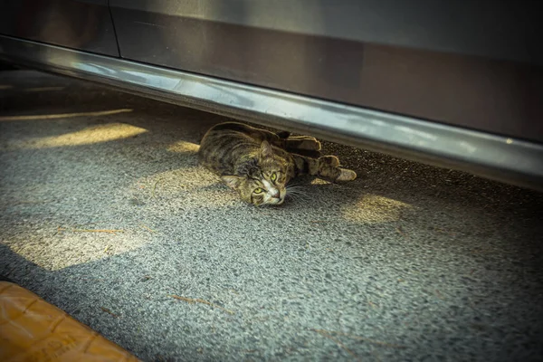 Gato Que Vive Turquia Quente Foto Alta Qualidade — Fotografia de Stock