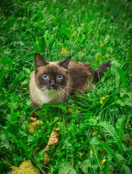 Сиамская Кошка Сидит Зеленой Траве — стоковое фото