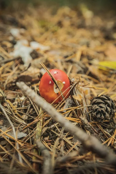 Grzyby Latać Agaric Jesienią Lesie — Zdjęcie stockowe