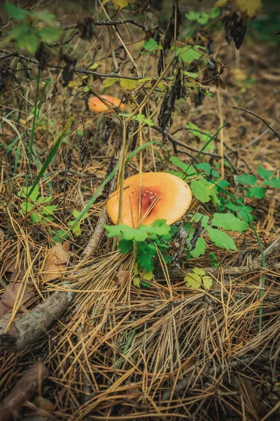 Grzyby Latać Agaric Jesienią Lesie — Zdjęcie stockowe