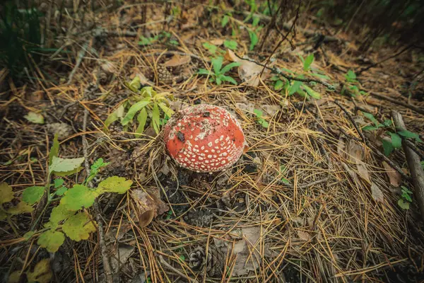 Grzyby Latać Agaric Jesienią Lesie — Zdjęcie stockowe