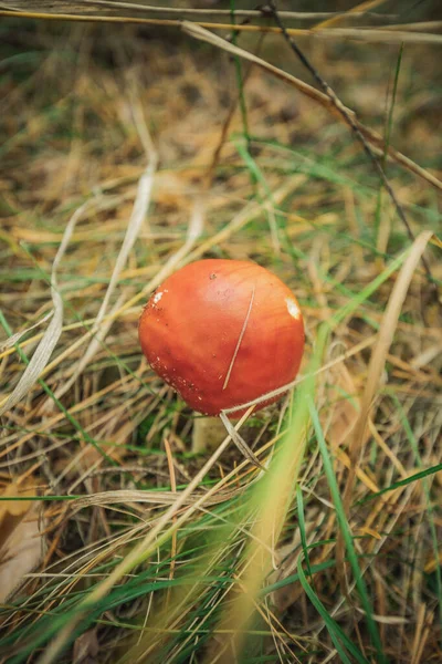 Cogumelo Voar Agárico Outono Floresta — Fotografia de Stock