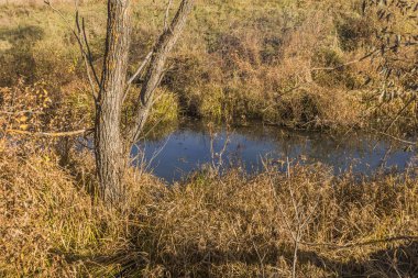 Sursky Krai 'nin sonbahar doğası. 