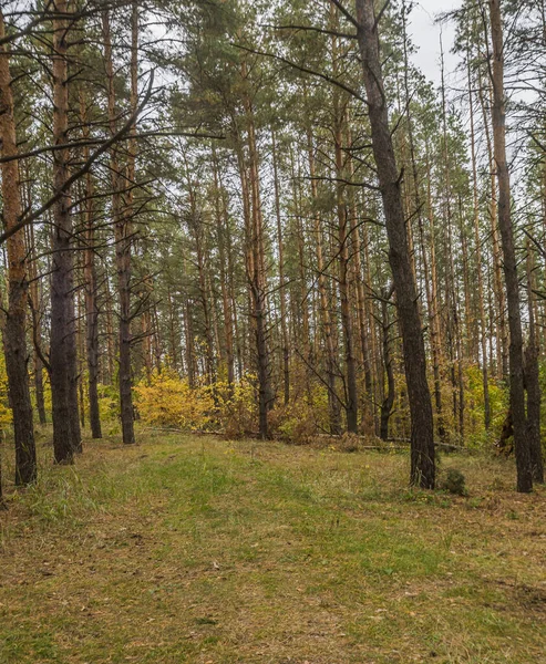 Natureza Outono Sursky Krai — Fotografia de Stock