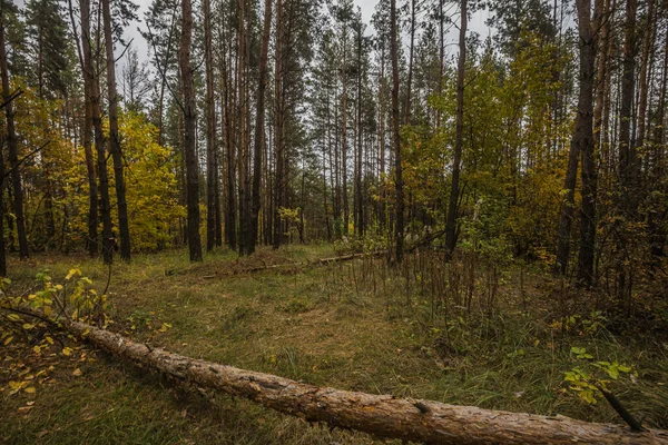 Autumn Nature Sursky Krai — Stock Photo, Image