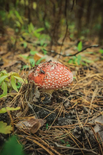 Grzyby Latać Agaric Jesienią Lesie — Zdjęcie stockowe