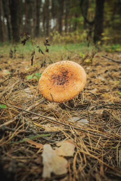 Grzyby Latać Agaric Jesienią Lesie — Zdjęcie stockowe