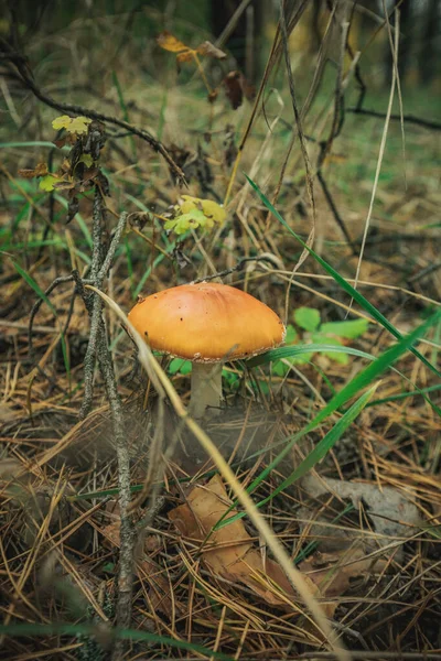 Cogumelo Voar Agárico Outono Floresta — Fotografia de Stock