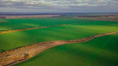 Rusya 'da sonbaharda ekilen yeşil tarlalar. 