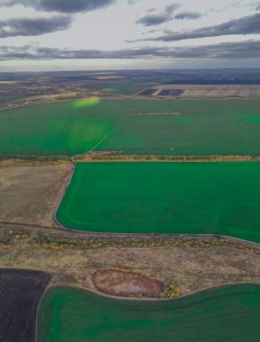 Rusya 'da sonbaharda ekilen yeşil tarlalar. 