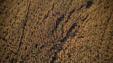 Rusya 'daki mısır tarlalarının hava fotoğrafçılığı. 