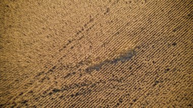 Rusya 'daki mısır tarlalarının hava fotoğrafçılığı. 