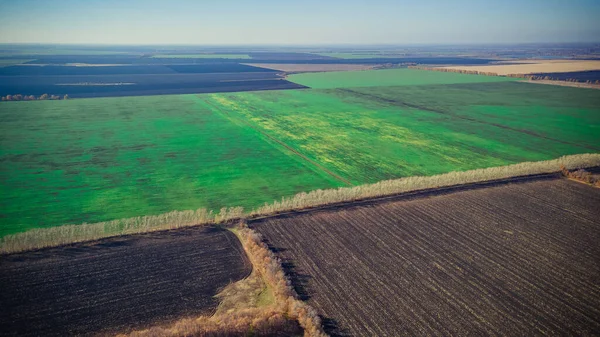 Campos Semeados Verdes Outono Rússia — Fotografia de Stock