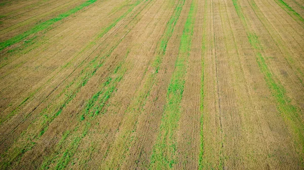 Harvested Harvest Fields Russia — Stock Photo, Image