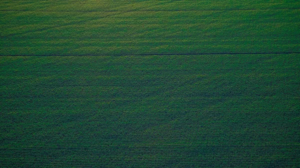 Grün Gesäte Felder Herbst Russland — Stockfoto