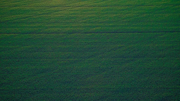 Campos Semeados Verdes Outono Rússia — Fotografia de Stock