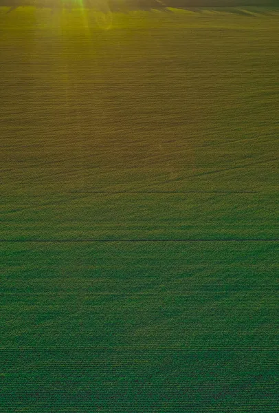 Groene Gezaaide Velden Herfst Rusland — Stockfoto