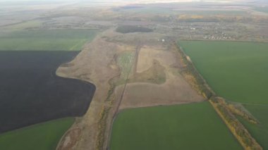 Rusya 'da sonbaharda ekilen yeşil tarlalar