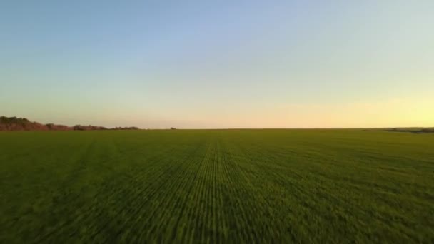 Zielone pola zasiane jesienią w Rosji — Wideo stockowe