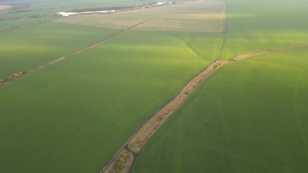 Groene gezaaide velden in de herfst in Rusland — Stockvideo