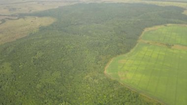 Yeşil Rus ormanının üzerinde uçuyor.