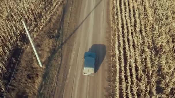 Bir SUV olgun mısır tarlasının içinden geçiyor. — Stok video