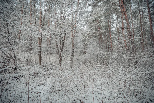 Początek Zimy Lesie Listopadzie — Zdjęcie stockowe