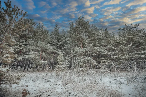 숲에서 겨울의 — 스톡 사진