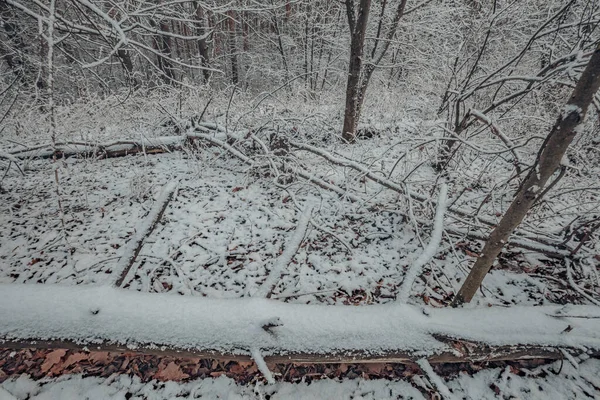 Início Inverno Floresta Novembro — Fotografia de Stock