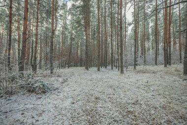 Kasım 'da ormanda kışın başlangıcı.. 