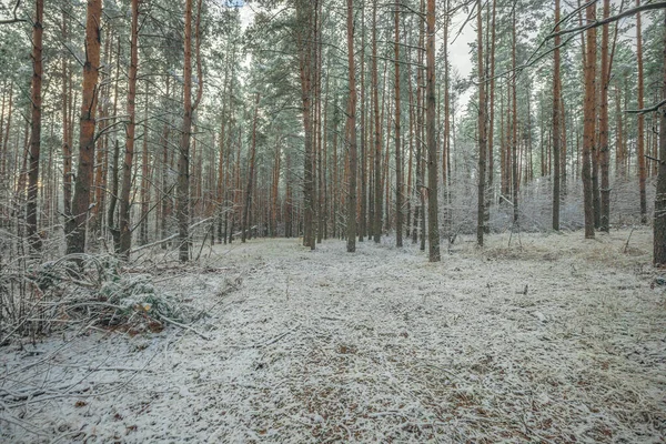 숲에서 겨울의 — 스톡 사진