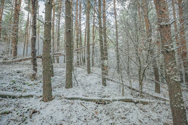 Início Inverno Floresta Novembro — Fotografia de Stock